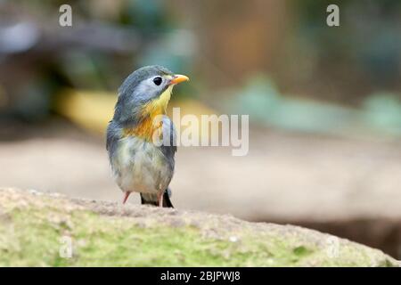 Rotschnabelschnabelschnecke-Vogel-Nahaufnahme (Leiothrix lutea) Stockfoto