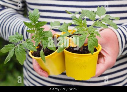 Solanum lycopersicum 'Goldener Sonnenaufgang'. Junge hausgemachte Tomatenpflanzen in wiederverpflanzten Kunststofftöpfen bereit für die Umpflanzung - in einen Topf oder Growbag. GROSSBRITANNIEN. Stockfoto