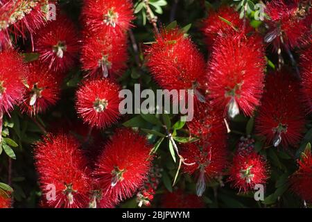 Melaleuca citrina, allgemein bekannt als gemeinsame rote, purpurrote oder Zitronenabfüllbürste, ist weit verbreitet kultiviert, nicht nur in Australien, oft als eine Art von Call Stockfoto