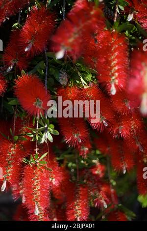 Melaleuca citrina, allgemein bekannt als gemeinsame rote, purpurrote oder Zitronenabfüllbürste, ist weit verbreitet kultiviert, nicht nur in Australien, oft als eine Art von Call Stockfoto