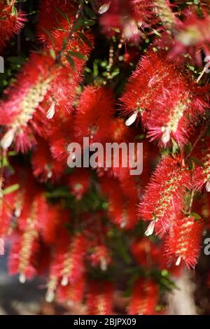 Melaleuca citrina, allgemein bekannt als gemeinsame rote, purpurrote oder Zitronenabfüllbürste, ist weit verbreitet kultiviert, nicht nur in Australien, oft als eine Art von Call Stockfoto