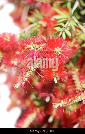 Melaleuca citrina, allgemein bekannt als gemeinsame rote, purpurrote oder Zitronenabfüllbürste, ist weit verbreitet kultiviert, nicht nur in Australien, oft als eine Art von Call Stockfoto