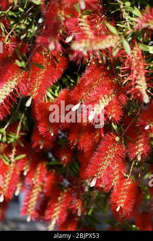 Melaleuca citrina, allgemein bekannt als gemeinsame rote, purpurrote oder Zitronenabfüllbürste, ist weit verbreitet kultiviert, nicht nur in Australien, oft als eine Art von Call Stockfoto