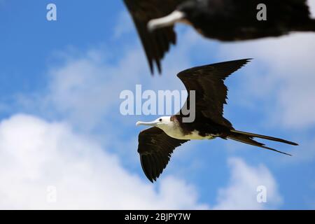 Jungvogel im Flug (Fregata magnificens,Mathews, 1914). Männchen im Vordergrund. Stockfoto