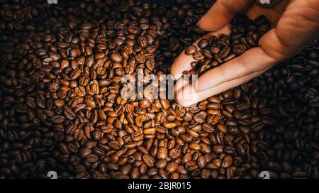 Die Hand der Frau hält Kaffeebohnen in gezielter Beleuchtung. Stockfoto