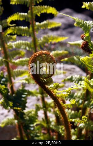 NEUE FARNWEDEL ENTFALTEN SICH IM FRÜHJAHR Stockfoto