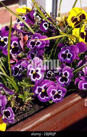 VIOLA WITTROCKIANA. FAMA-SERIE. WINTERPSY Stockfoto