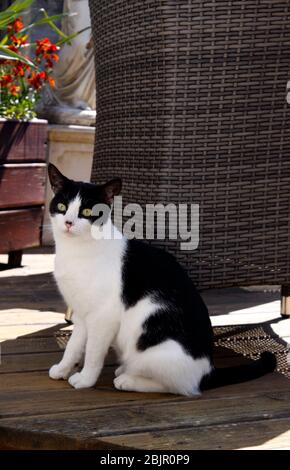 JUNGE SCHWARZ-WEISSE CAT SITZEN IM SCHATTEN Stockfoto