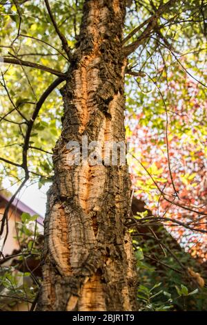 Nahaufnahme der Rinde eines seltenen Korkbaums in Nemea, Peloponnes, Griechenland Stockfoto