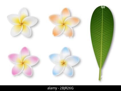 frangipani Blume isoliert auf weiß. Bunte Plumeria Blüten mit Blatt Stock Vektor