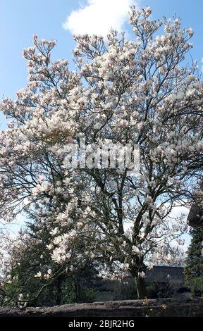 Großer Magnolienbaum in voller Blüte Stockfoto