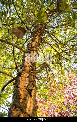Nahaufnahme der Rinde eines seltenen Korkbaums in Nemea, Peloponnes, Griechenland Stockfoto