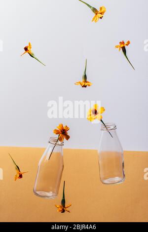 Glasflaschen Milchverpackung und Chernobrivzi Blumen fallen auf weißem und orangefarbenem Hintergrund. Kreatives minimalistisches Stillleben, Zero Waste Konzept. Stockfoto