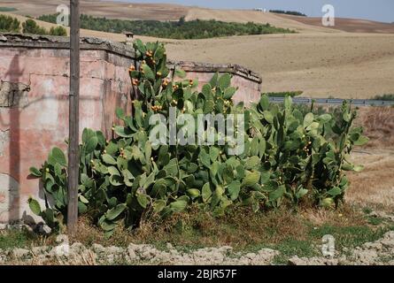 Ein großer Kaktus, der an einer Wand wächst, mit essbaren stacheligen Birnen, der in Apulien, Italien, wächst Stockfoto