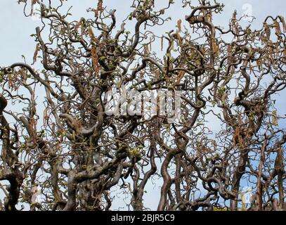 Corylus avellane 'Contorta' Korkenzieher Haselbaum im Frühjahr mit gelben Kätzchen Stockfoto