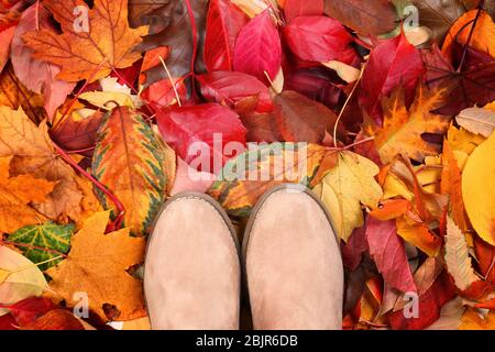 Füße der jungen Frau, die auf farbigen Herbstblättern steht Stockfoto