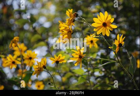 Die schönen gelben Blüten der jerusalemer Artischockenpflanze (auch bekannt als Topinambur oder Sonnencreme), in Italien Stockfoto