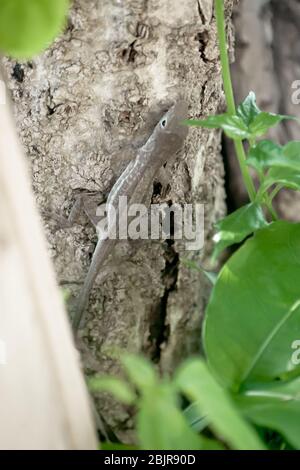 Die jamaikanische Grauanole oder Stypefoot Anole (Anolis lineatopus), auf einem Baum thront, ist eine Art von Eidechse endemisch auf der Insel Jamaika Stockfoto