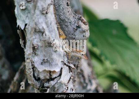 Die jamaikanische Grauanole oder Stypefoot Anole (Anolis lineatopus), auf einem Baum thront, ist eine Art von Eidechse endemisch auf der Insel Jamaika Stockfoto