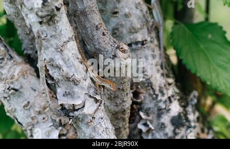 Die jamaikanische Grauanole oder Stypefoot Anole (Anolis lineatopus), auf einem Baum thront, ist eine Art von Eidechse endemisch auf der Insel Jamaika Stockfoto