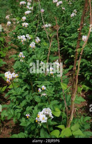 Ein kleines Feld von Kartoffelpflanzen, von denen einige in Blüte stehen. Der Fokus liegt auf den Vordergrundblumen Stockfoto