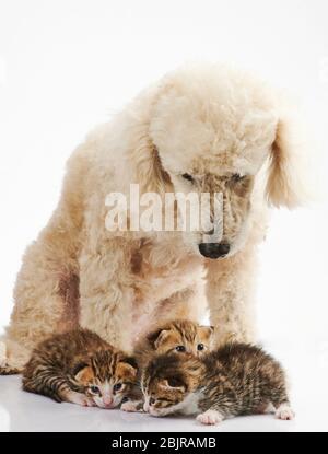 Braunes Kitty mit Pudel Hund isoliert auf weißem Hintergrund Stockfoto