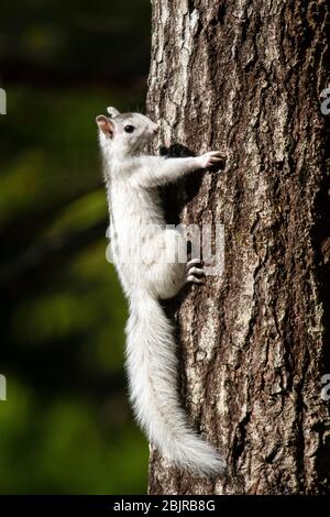 Weißen Eichhörnchen - Farbe Variante des östlichen Grauhörnchen (Sciurus carolinensis) - Brevard, North Carolina, USA Stockfoto