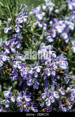 Rosmarin „Sissinghurst“ Blauer Salvia rosmarinus Kräuterblüten Frühlingsblumen Blauer Rosmarinus officinalis Kräutergarten Stockfoto