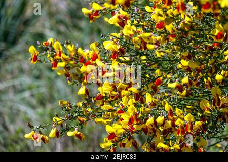 Scotch Broom Cytisus scoparius 'Firefly' blühender Strauch Stockfoto