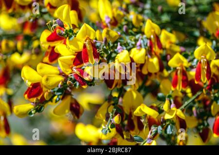 Scotch Broom Cytisus scoparius 'Firefly' rot gelbe Blüten Stockfoto