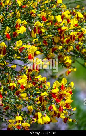 Scotch Broom Cytisus scoparius „Firefly“ Stockfoto