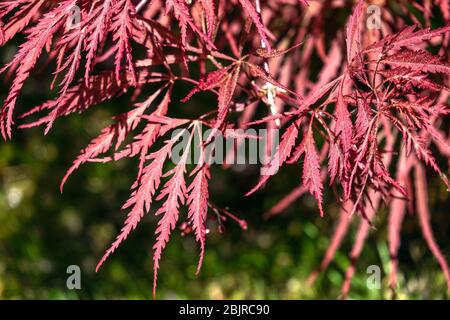 Japanischer Ahornbaum Blätter Acer palmatum 'Dissectum Nigrum' Stockfoto