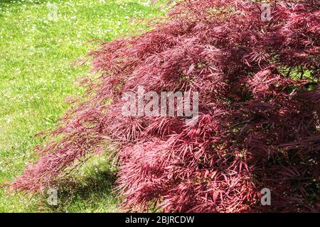 Japanischer Ahorn Ahorn palmatum 'Dissectum Nigrum' syn. „immer roter“ kleiner Baum Stockfoto