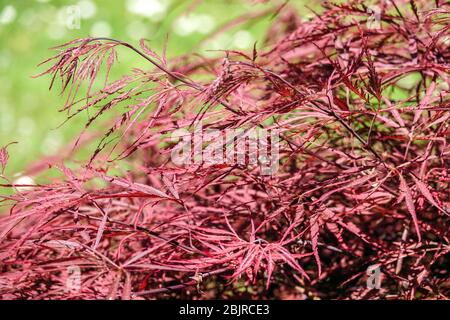 Japanischer Ahorn Ahorn palmatum 'Dissectum Nigrum' syn. „Ever Red“-Zweig Stockfoto