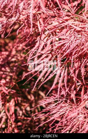 Japanischer Ahorn Ahorn palmatum 'Dissectum Nigrum' syn. „ever Red“ Frühlingsblätter Stockfoto