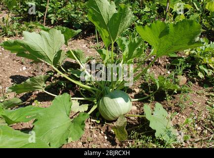 Eine runde grüne Zucchini, die auf einer Zucchinenpflanze wächst, ein paar Wochen bevor sie bereit ist zu pflücken. Nordost-Italien Stockfoto