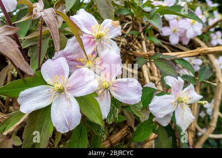 Nahaufnahme von cClematis Montana, das auf einem Gartenzaun in voller Blüte mit rosa und weißen Blüten wächst. Stockfoto