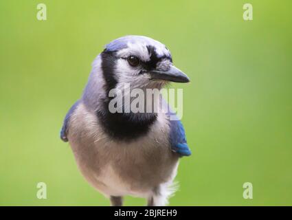 Nahaufnahme eines hoch sitzenden Blue Jay Vogels mit einem leuchtend grünen Hintergrund. Stockfoto