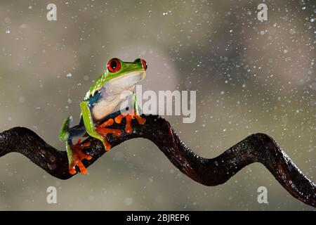 Ein Rotäugiger Baumfrosch (Agalychnis callidryas), der im Regen auf einem lockigen Stock ruht, Costa Rica Stockfoto