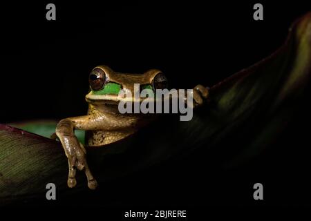 Maskierter Baumfrosch (Smilisca phaeota), der nachts in Costa Rica über den Blattrand schaut Stockfoto