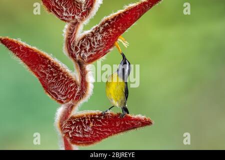 Ein Bananaquit (Coereba flaveola) auf einer Heliconia, die versucht, etwas Nektar zu bekommen, Costa Rica Stockfoto