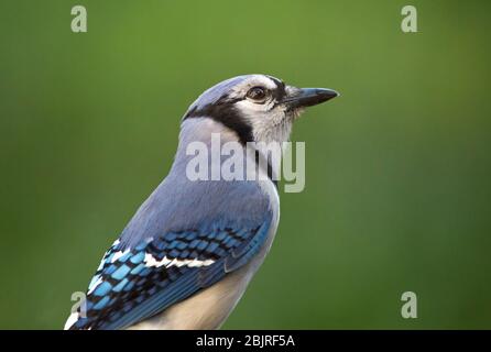 Nahaufnahme eines bunten blauen eichelhäher-Vogels mit dunkelgrünem Hintergrund. Stockfoto