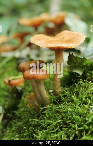 Pilze, die auf Moos im Wald wachsen, Deutschland. Stockfoto