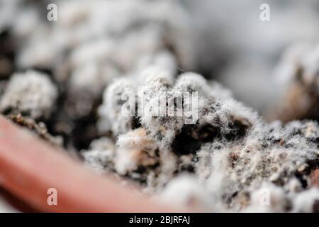 Selektiver Fokus auf Schimmelpilz, der auf einem Boden im Blumentopf wächst, mit der Hauspflanze in feuchter Umgebung. Pilzkrankheit in Zimmerpflanze. Stockfoto