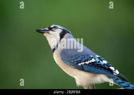 Nahaufnahme eines bunten blauen eichelhäher Vogel, der nach oben blickt mit einem dunkelgrünen Hintergrund. Stockfoto