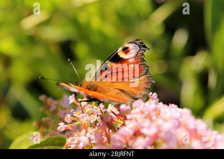 Schöner orange-roter Schmetterling auf einem Flieder im Garten, Deutschland. Stockfoto