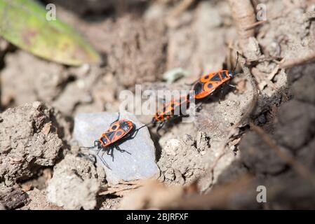 Mediterrane rote Wanzen (Scantius aegyptius): Eine Einzelperson, die ein Paarungspaar passiert Stockfoto