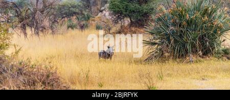 Warzenschweine, die im Okavango Delta, Botswana während der Wintersaison gesichtet wurden Stockfoto