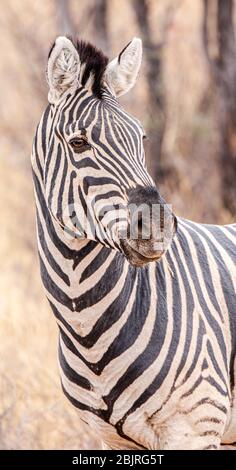 Zebra im Khama Rhino Sanctuary, Botswana, im Winter gesichtet Stockfoto