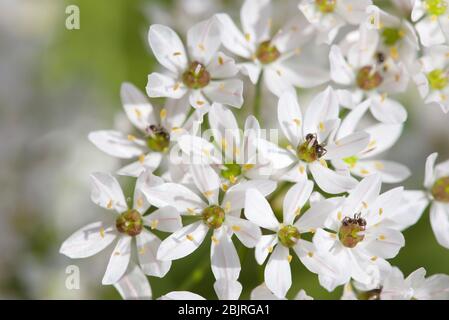 Ameisen auf wilden rosa Knoblauchblüten (Allium trifoliate): Schwarze Ameisen auf der Suche nach Nektar Stockfoto